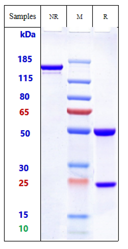 0 - Anti-ROR2 Reference Antibody (Ozuriftamab) APR10208