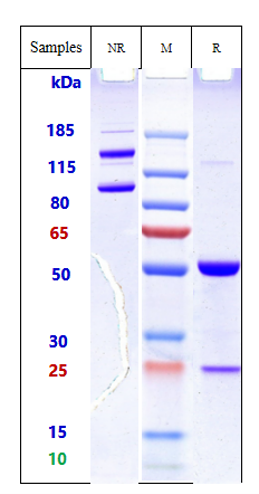 0 - Anti-CD98 Reference Antibody (Ign523) APR10210