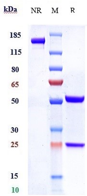 0 - Anti-SLC44A4 Reference Antibody (ASG-5ME) APR10211