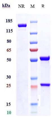 0 - Anti-SLITRK6 Reference Antibody (sirtratumab) APR10212