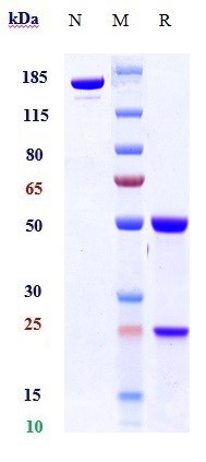 0 - Anti-TGFb1 Reference Antibody (SRK181) APR10214