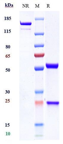 0 - Anti-TREM1 / CD354 Reference Antibody (PY159) APR10215