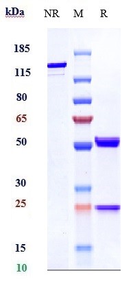 0 - Anti-VEGF Reference Antibody (BioMab patent anti-VEGF) APR10217