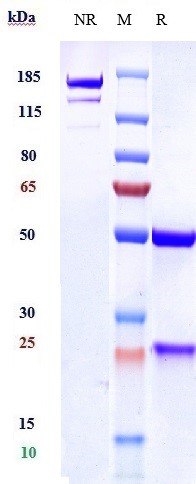 0 - Anti-VEGFC Reference Antibody (VGX100) APR10218