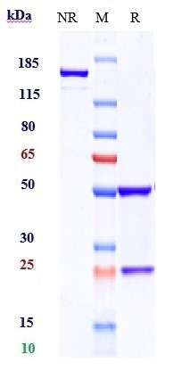 0 - Anti-VEGFR2 / KDR / CD309 Reference Antibody (ramucirumab) APR10219