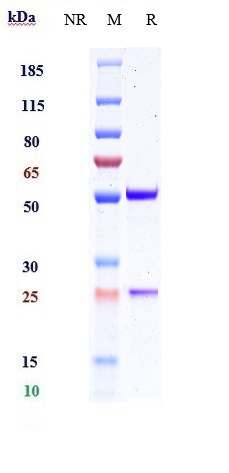 0 - Anti-IFNg Reference Antibody (AMG 811) APR10221