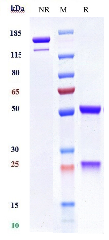 0 - Anti-IL-13 Reference Antibody (tralokinumab) APR10222