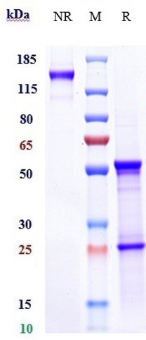 0 - Anti-CXCL8 / IL-8 Reference Antibody (HuMax-IL8) APR10223