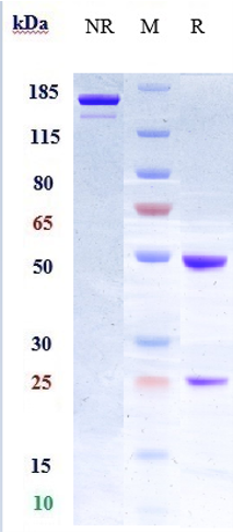 0 - Anti-LIF Reference Antibody (MSC-1) APR10224
