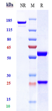 0 - Anti-TSPAN26 / CD37 Reference Antibody (lilotomab) APR10227