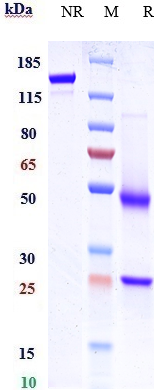 0 - Anti-GPR49 / LGR5 Reference Antibody (BNC101) APR10228