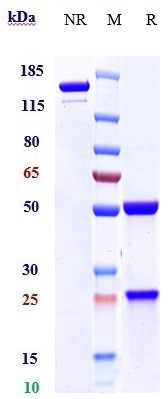 0 - Anti-Mesothelin Reference Antibody (amatuximab) APR10229