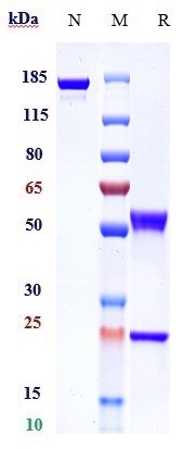 0 - Anti-MMP9 Reference Antibody (andecaliximab) APR10230