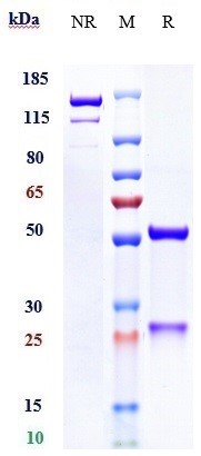 0 - Anti-Mesothelin Reference Antibody (anetumab) APR10231