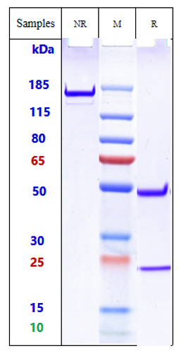 0 - Anti-TREM2 Reference Antibody (PY314) APR10232