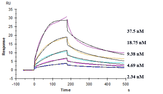 0 - Anti-TREM2 Reference Antibody (PY314) APR10232