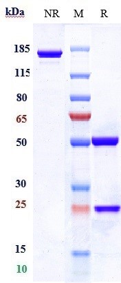 0 - Anti-Clathrin Heavy Chain / CHC Reference Antibody (Academia Sinica patent anti-Clathrin Heavy Chain APR10233