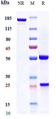 0 - Anti-CLEC4C Reference Antibody (BIIB059) APR10234
