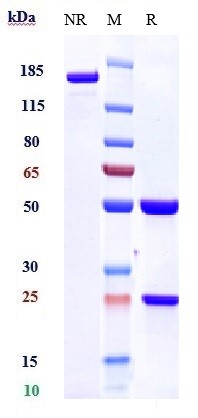 0 - Anti-TNFRSF9 / 4-1BB / CD137 Reference Antibody (urelumab) APR10237