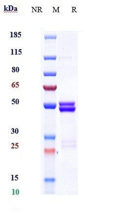 0 - Anti-IL-6 / IFNb2 Reference Antibody (MEDI 5117) APR10240