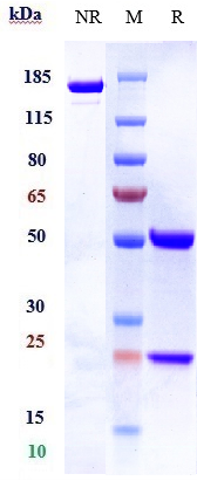 0 - Anti-NKG2D / CD314 Reference Antibody (tesnatilimab) APR10241
