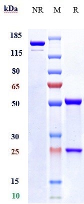 0 - Anti-NRP1 / VEGF165R / CD304 Reference Antibody (vesencumab) APR10242