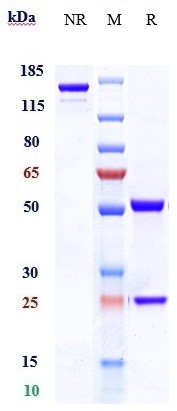 0 - Anti-TNFRSF4 / OX40 / CD134 Reference Antibody (tavolixizumab) APR10244