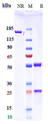 0 - Anti-PDCD1 / PD-1 / CD279 Reference Antibody (serplulimab) APR10245
