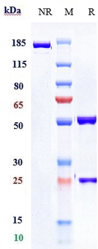 0 - Anti-PDCD1 / PD-1 / CD279 Reference Antibody (pembrolizumab) APR10246