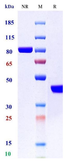 0 - Anti-B7-H1 / PD-L1 / CD274 Reference Antibody (envafolimab) APR10248