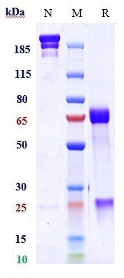 0 - Anti-TGFb1 Reference Antibody (M7824) APR10250