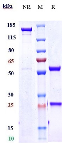 0 - Anti-IL-4Ra / CD124 Reference Antibody (dupilumab) APR10251
