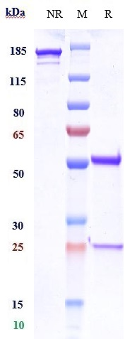 0 - Anti-CD3e Reference Antibody (foralumab) APR10253