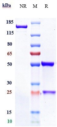 0 - Anti-FGFR2 / CD332 Reference Antibody (aprutumab) APR10254