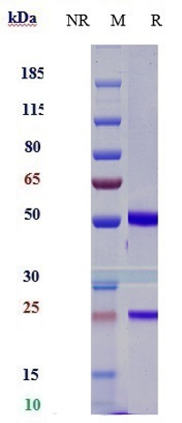 0 - Anti-CD47 Reference Antibody (lemzoparlimab) APR10255