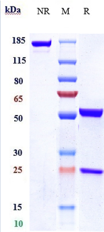 0 - Anti-IL-18 Reference Antibody (GSK 1070806) APR10256