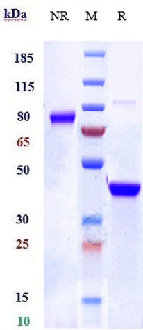 0 - Anti-IL-6Ra / CD126 Reference Antibody (vobarilizumab) APR10258