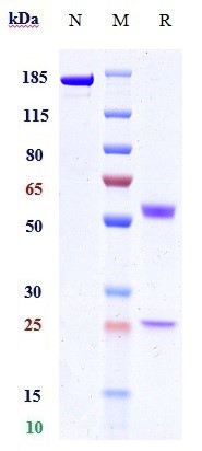 0 - Anti-SIRPa / CD172a Reference Antibody (Hospital for Sick Children patent anti-SIRPA) APR10259