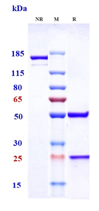 0 - Anti-NaPi2b / SLC34A2 Reference Antibody (upifitamab) APR10260