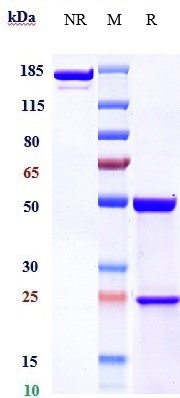 0 - Anti-FcRn (FCGRT & B2M) Reference Antibody (rozanolixizumab) APR10262