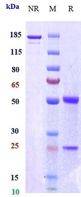 0 - Anti-FcRn (FCGRT & B2M) Reference Antibody (orilanolimab) APR10263