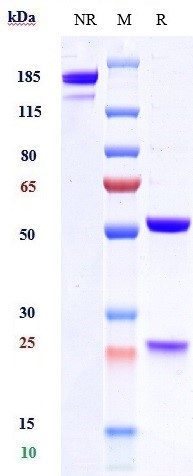 0 - Anti-TSLP Reference Antibody (tezepelumab) APR10264