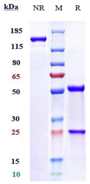 0 - Anti-B7-H5 / VISTA Reference Antibody (onvatilimab) APR10265