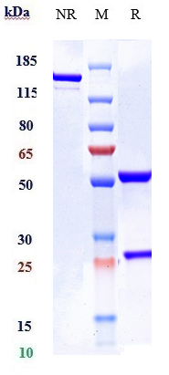 0 - Anti-IL-6 / IFNb2 Reference Antibody (elsilimomab) APR10266