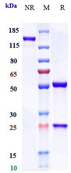 0 - Anti-IL-6 / IFNb2 Reference Antibody (olokizumab) APR10268