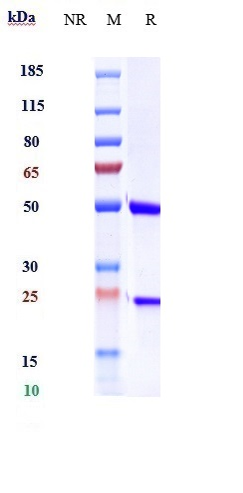 0 - Anti-IL-6 / IFNb2 Reference Antibody (Medarex patent anti-IL-6) APR10270