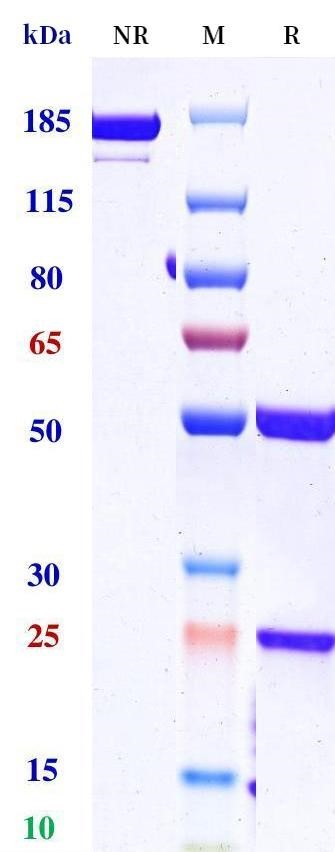0 - Anti-ERBB1 / EGFR / HER1 Reference Antibody (pimurutamab) APR10272