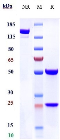 0 - Anti-IL-1RL2 / IL-36R Reference Antibody (spesolimab) APR10275