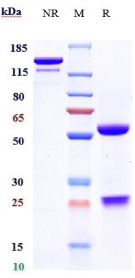 0 - Anti-CCL5 / RANTES Reference Antibody (NI-0701) APR10276
