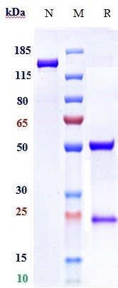 0 - Anti-ANGPT2 Reference Antibody (zansecimab) APR10279